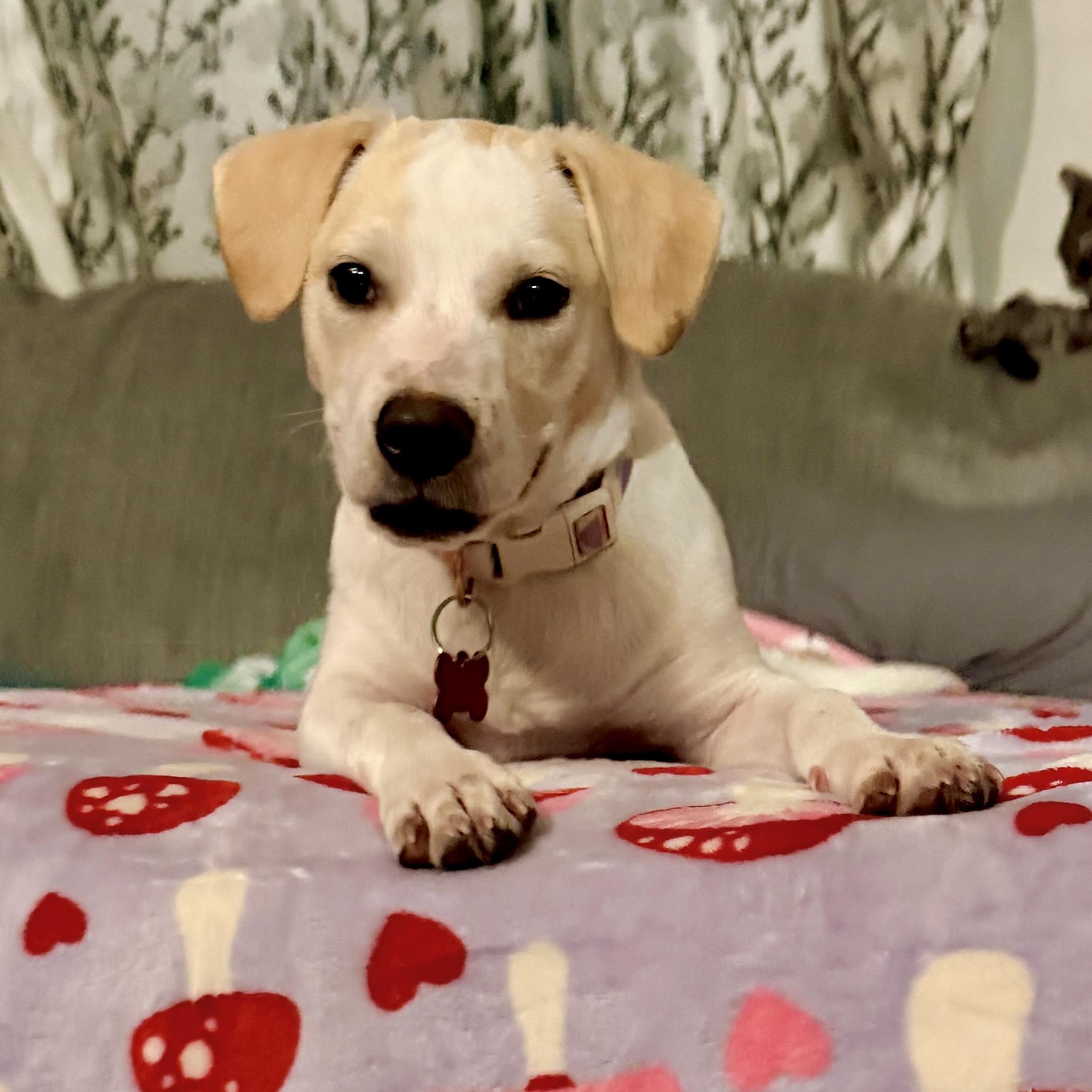 Enlarge Annie, a Adoptable mixed breed in Prior Lake, MN image 6/6