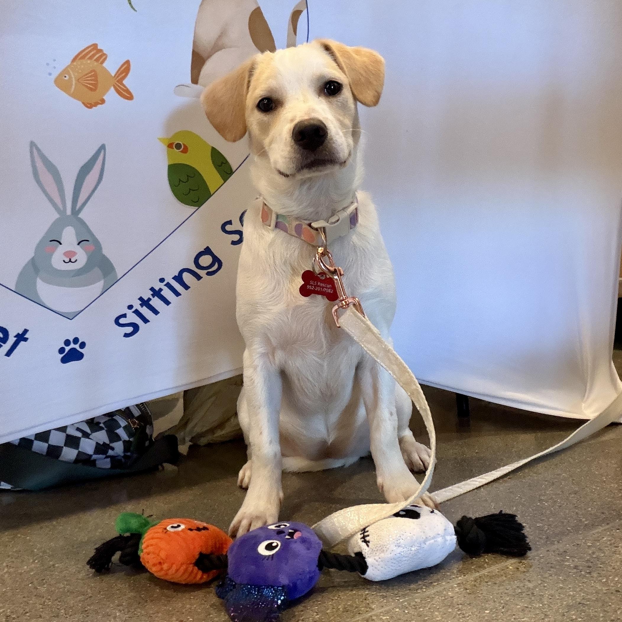 Enlarge Annie, a Adoptable mixed breed in Prior Lake, MN image 4/6