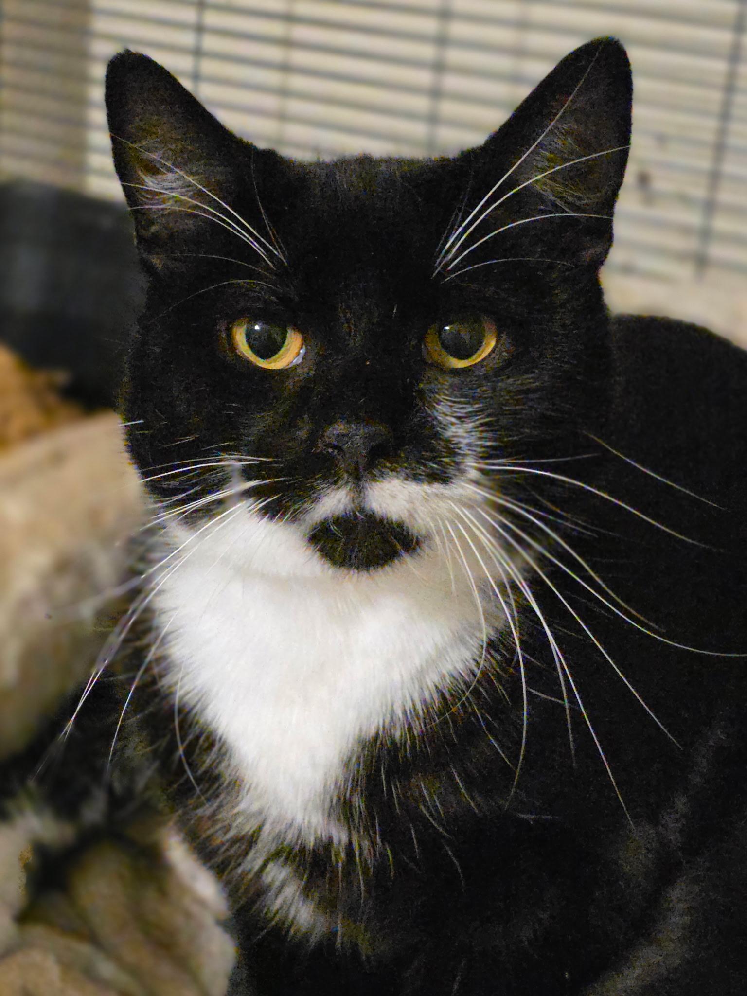 Enlarge Doc, a Adoptable Domestic Short Hair in Rio Linda, CA image 1/1