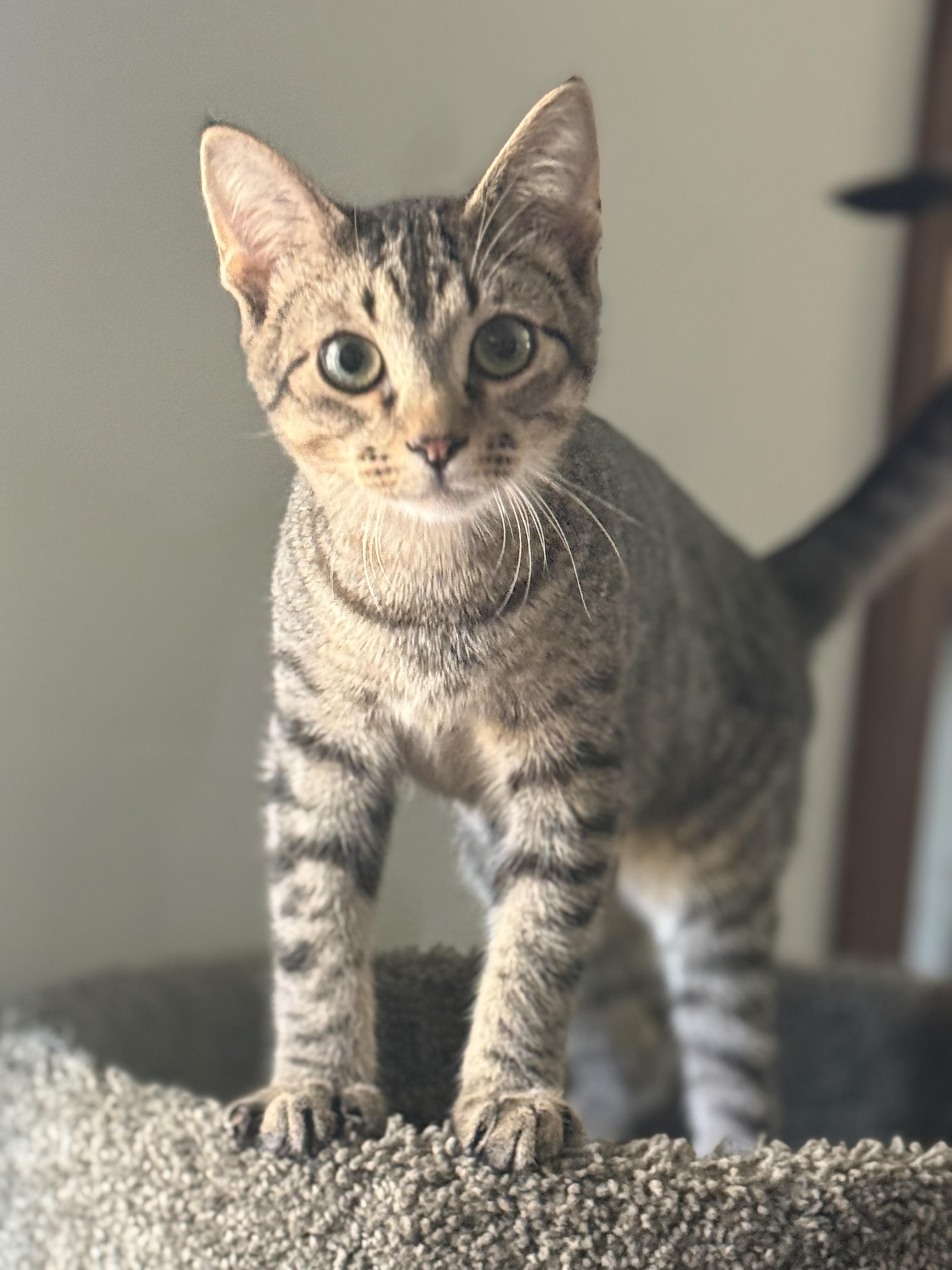 Duke, a Adoptable Domestic Short Hair in Little River, SC image 4/6