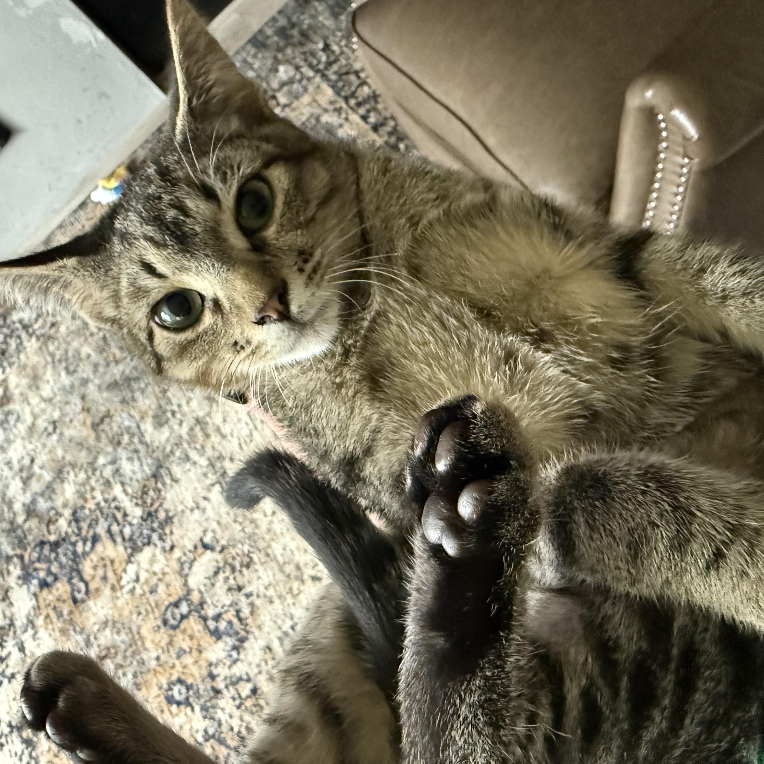 Duke, a Adoptable Domestic Short Hair in Little River, SC image 3/6