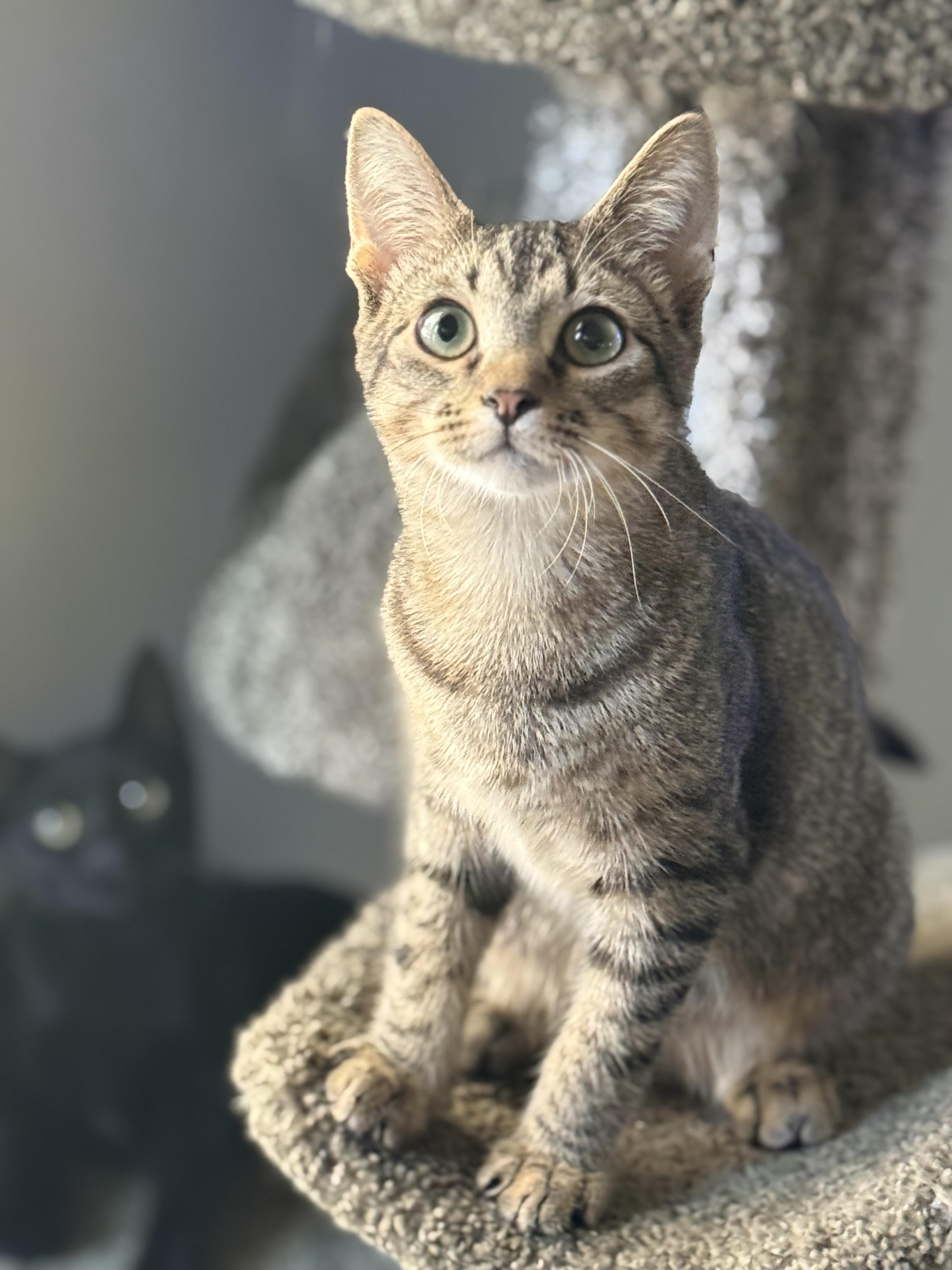 Duke, Adoptable, Kitten Male Domestic Short Hair.