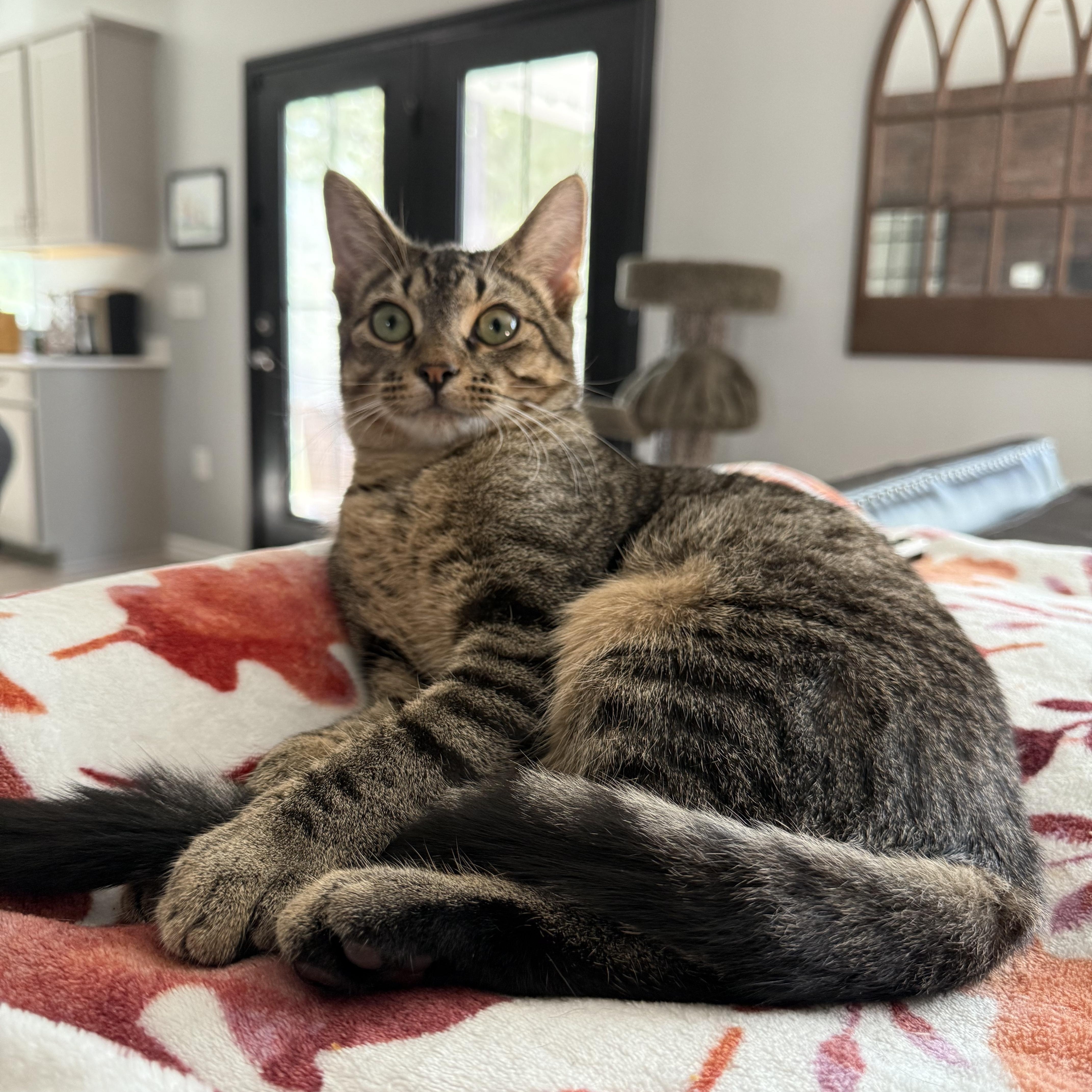 Duke, a Adoptable Domestic Short Hair in Little River, SC image 5/6