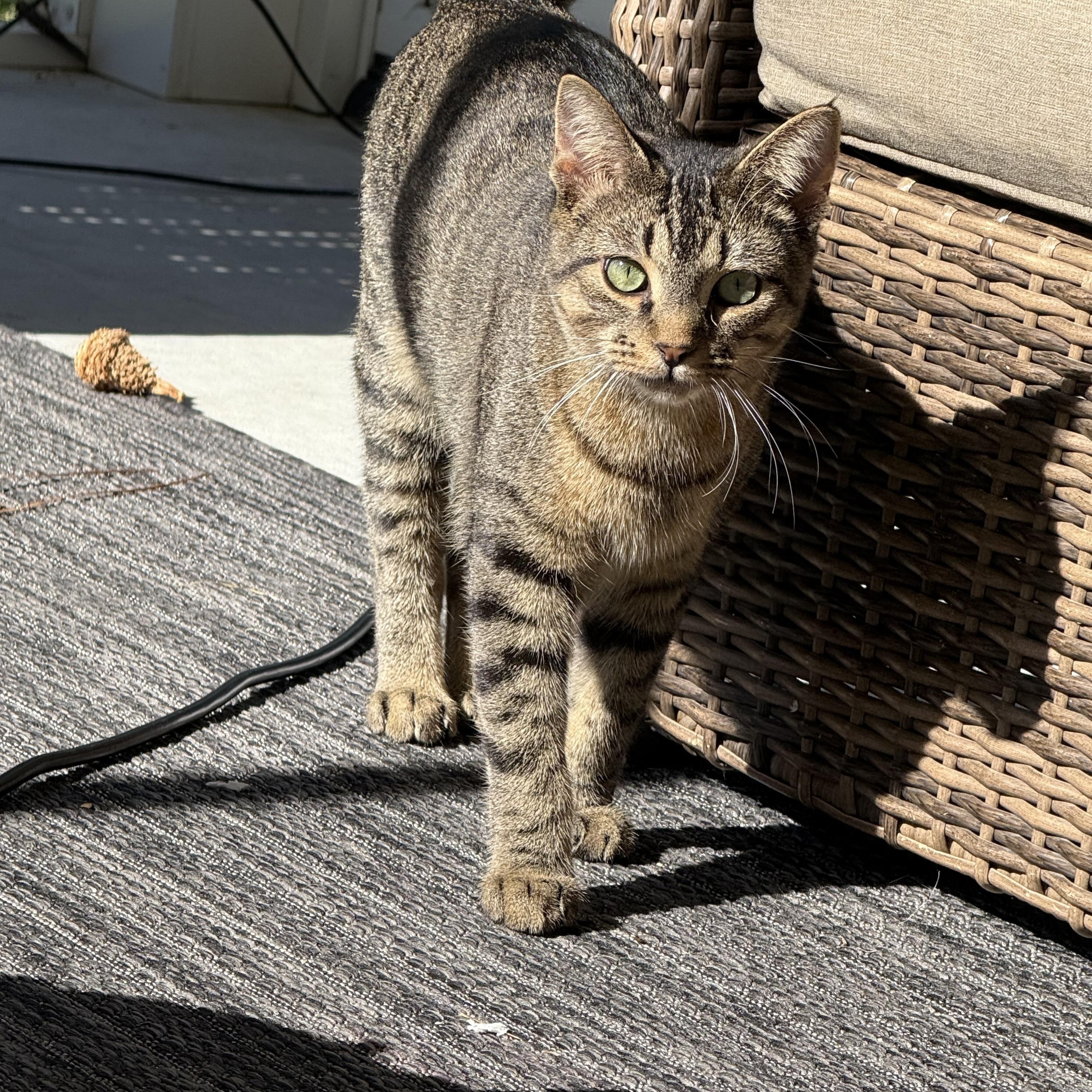 Duke, a Adoptable Domestic Short Hair in Little River, SC image 2/6