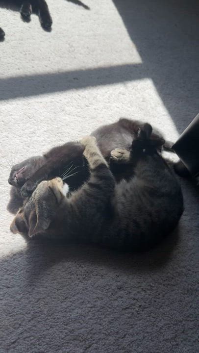 Enlarge Duke, a Adoptable Domestic Short Hair in Little River, SC video 6/6