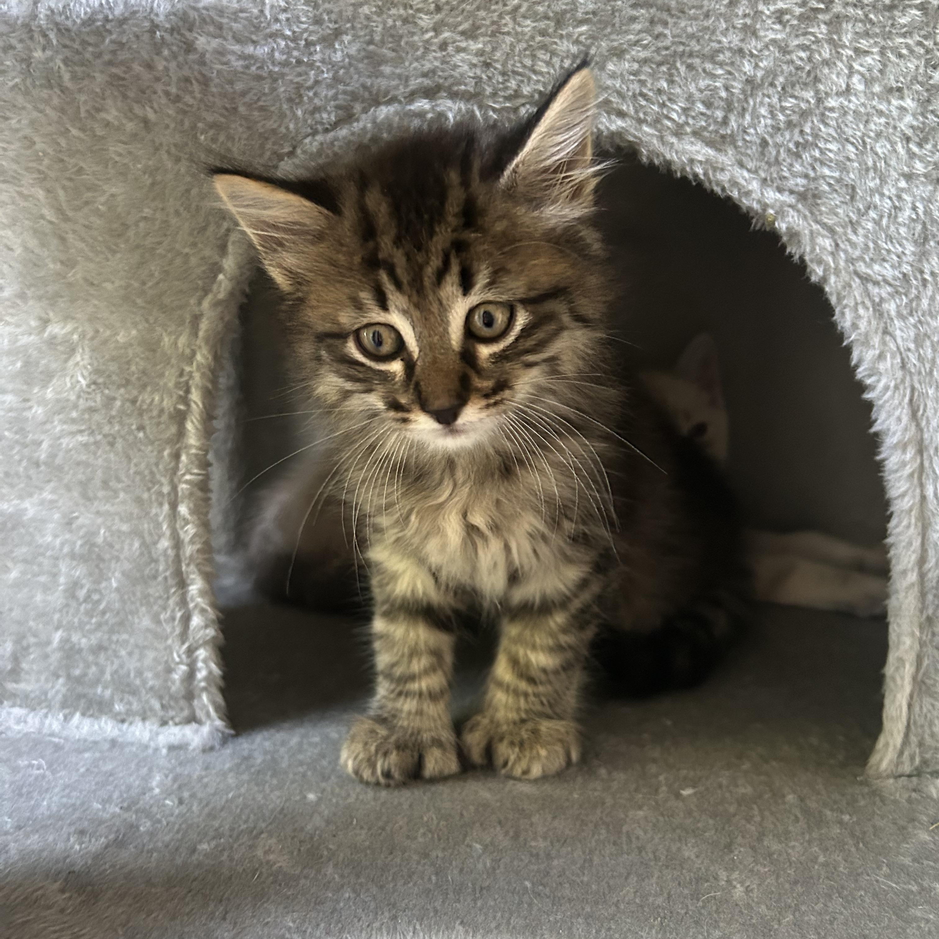 Enlarge Mocha, an adopted mixed breed in Colchester, CT image 5/6