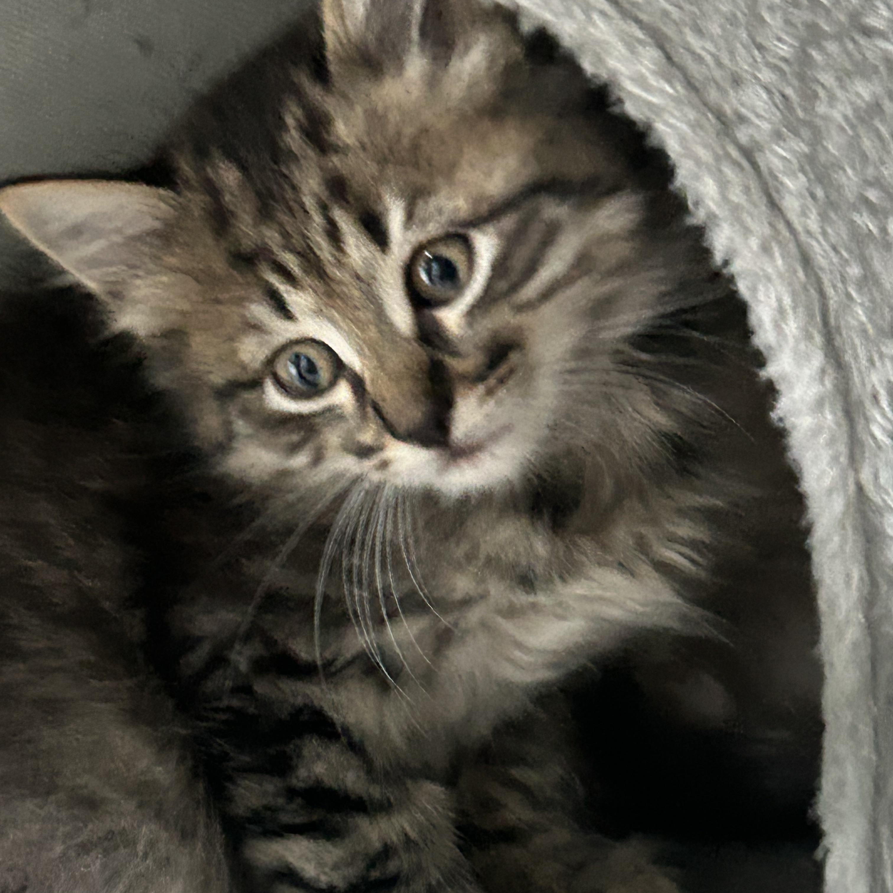 Enlarge Mocha, an adopted mixed breed in Colchester, CT image 1/6