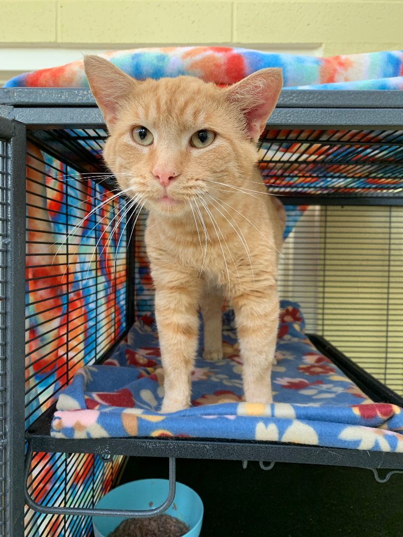 Juice, a Adoptable mixed breed in Keokuk, IA image 1/2