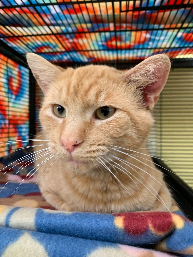 Juice, a Adoptable mixed breed in Keokuk, IA image 2/2