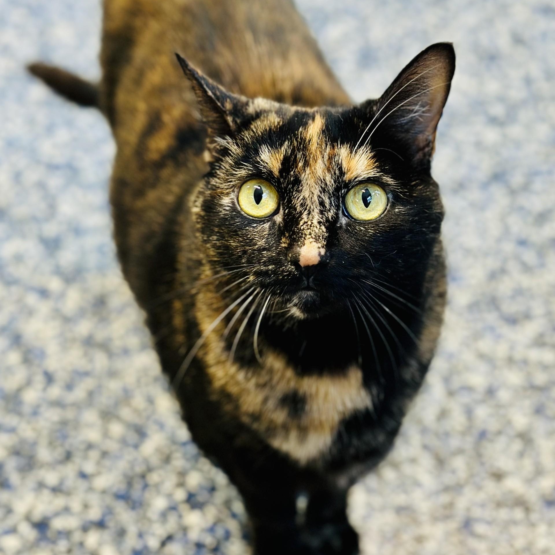Enlarge Pinky , a ADOPTABLE Domestic Short Hair in Jackson, NJ image 2/2