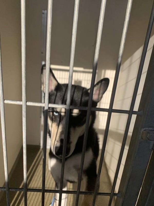 Voodoo, a Adoptable mixed breed in Vancouver, WA image 1/5