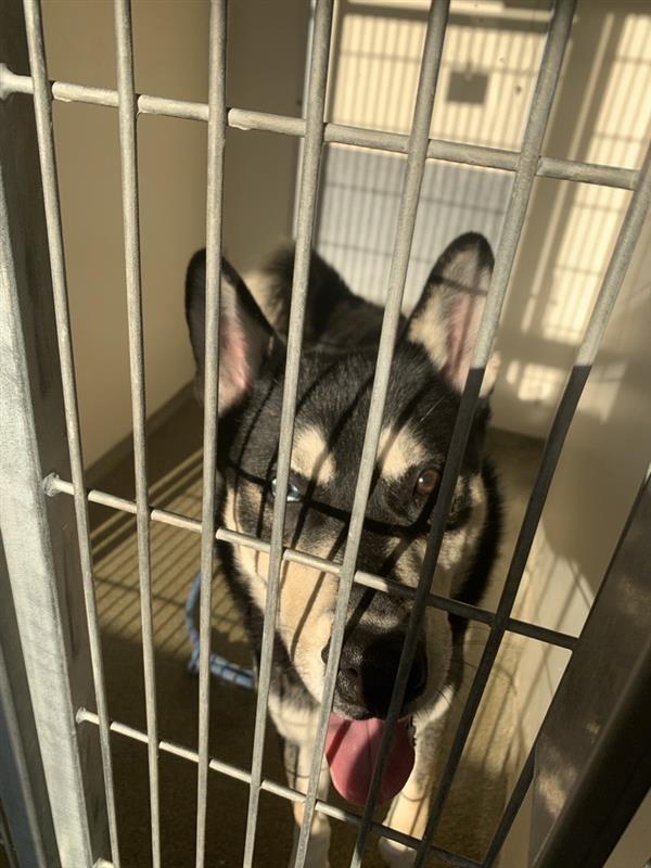 Voodoo, a Adoptable mixed breed in Vancouver, WA image 2/5