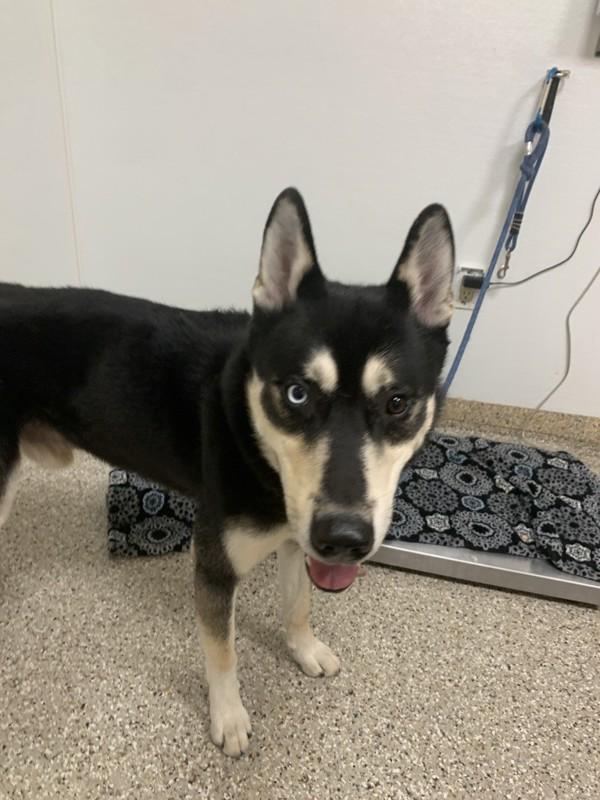 Voodoo, a Adoptable mixed breed in Vancouver, WA image 5/5