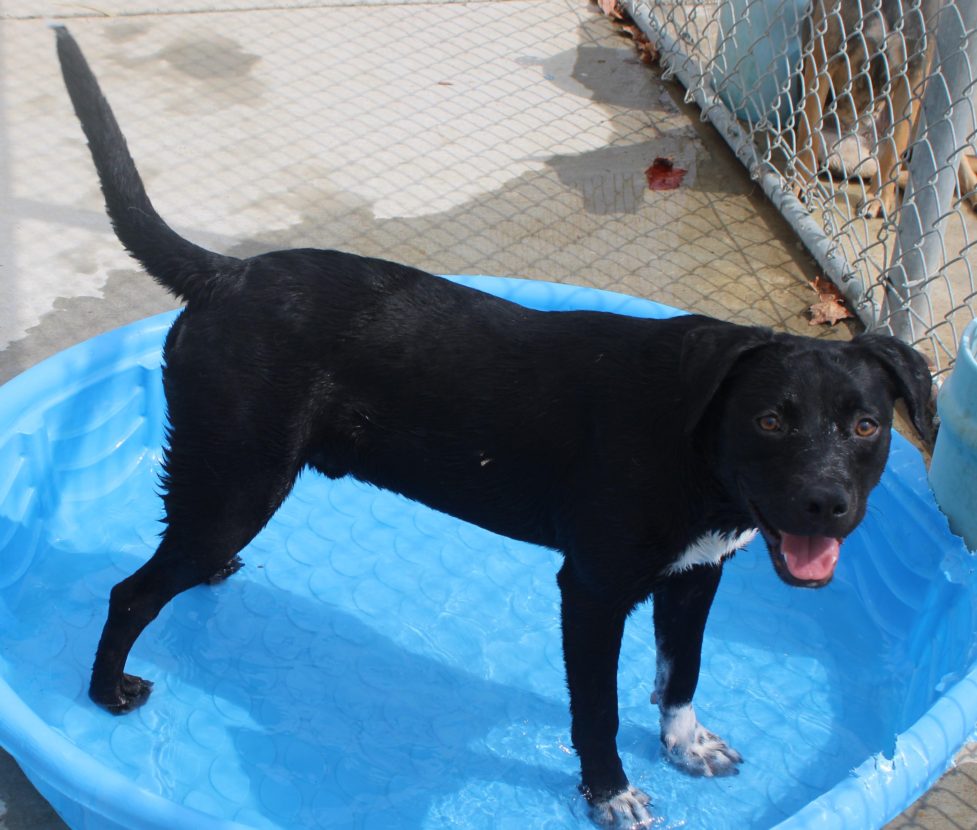 CARNEY, a ADOPTABLE mixed breed in Wasco, CA image 4/6