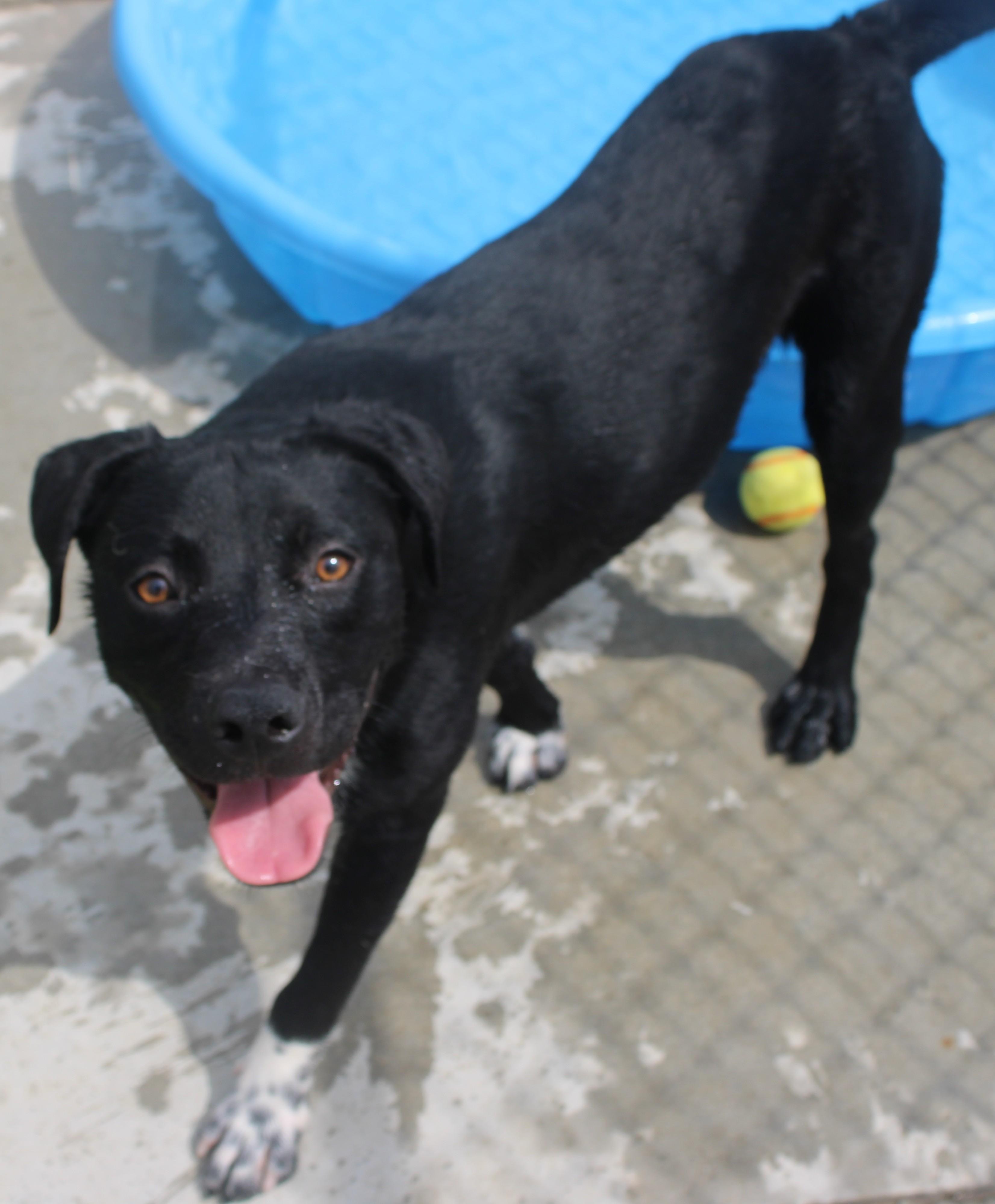 CARNEY, a ADOPTABLE mixed breed in Wasco, CA image 5/6