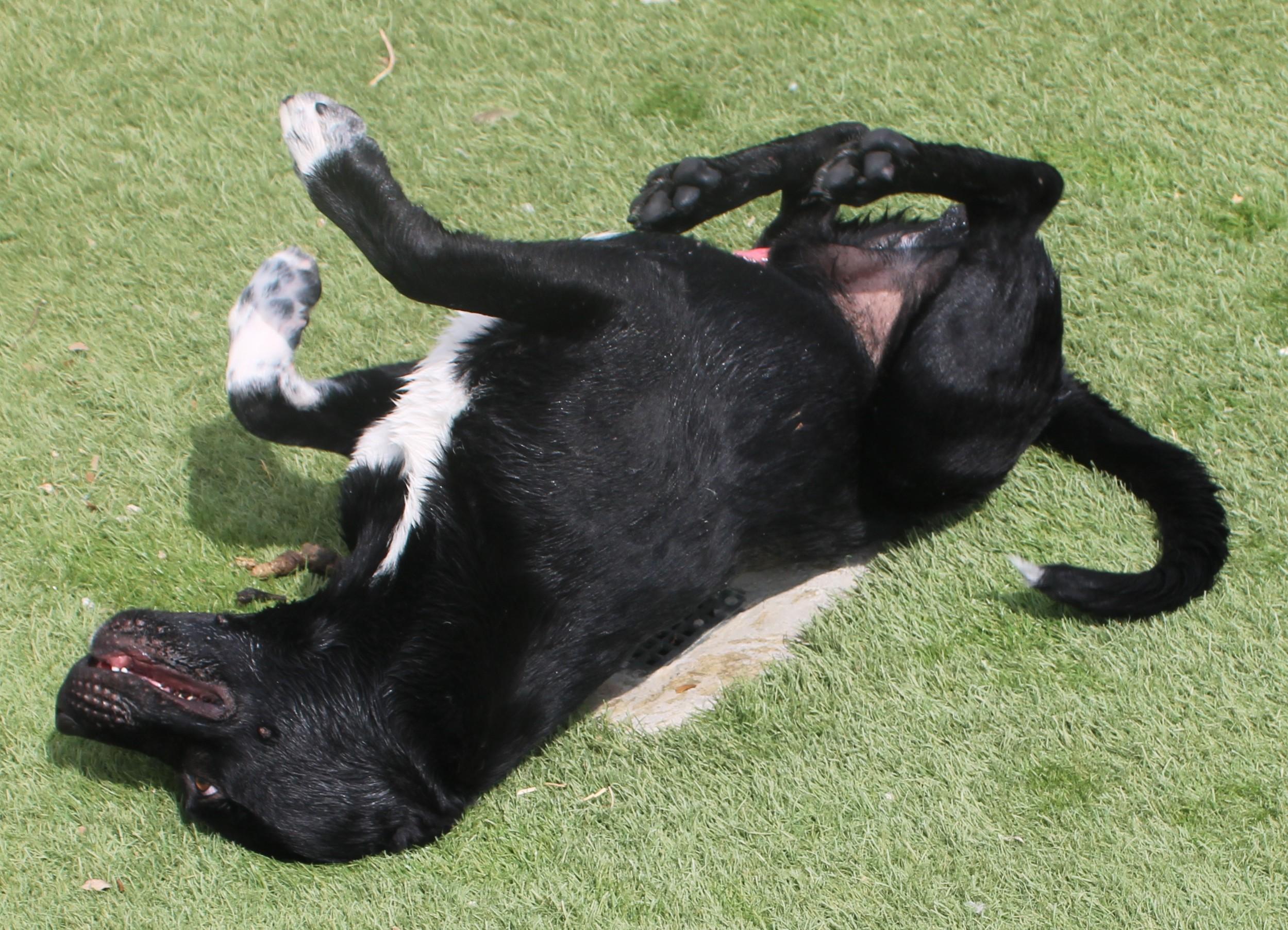 CARNEY, a ADOPTABLE mixed breed in Wasco, CA image 2/6