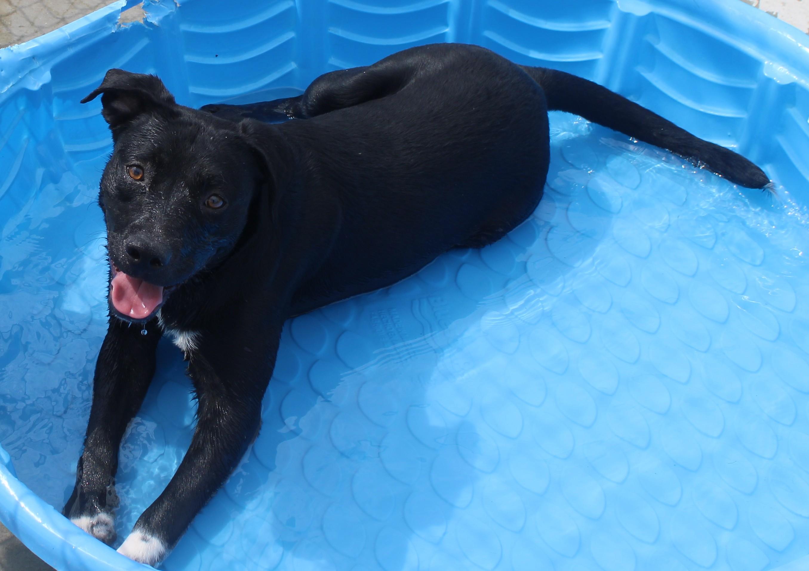 CARNEY, ADOPTABLE, Young Male Pit Bull Terrier.
