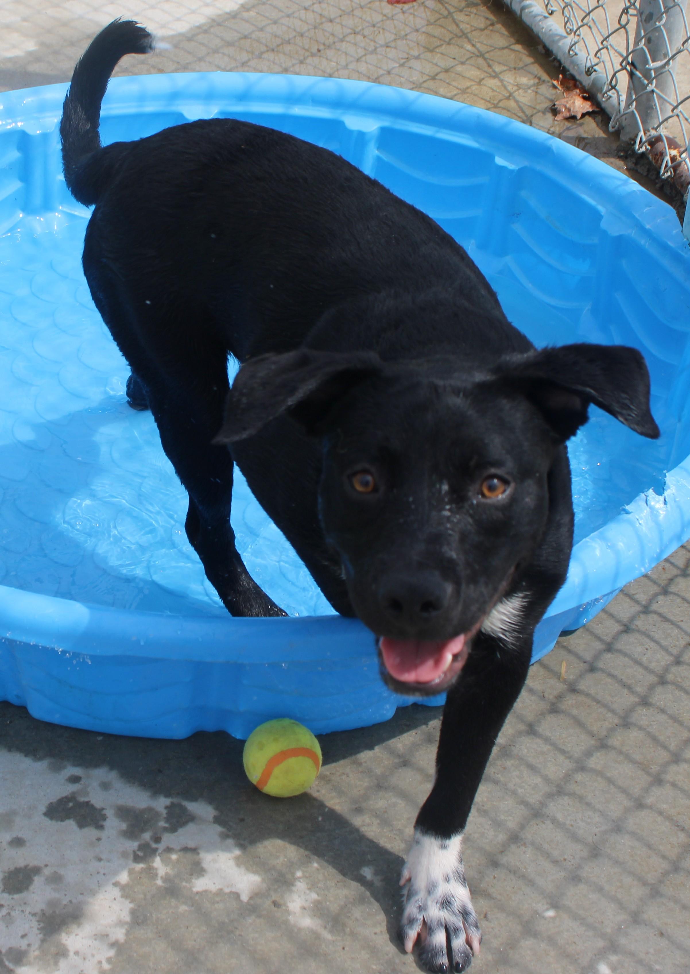 CARNEY, a ADOPTABLE mixed breed in Wasco, CA image 3/6