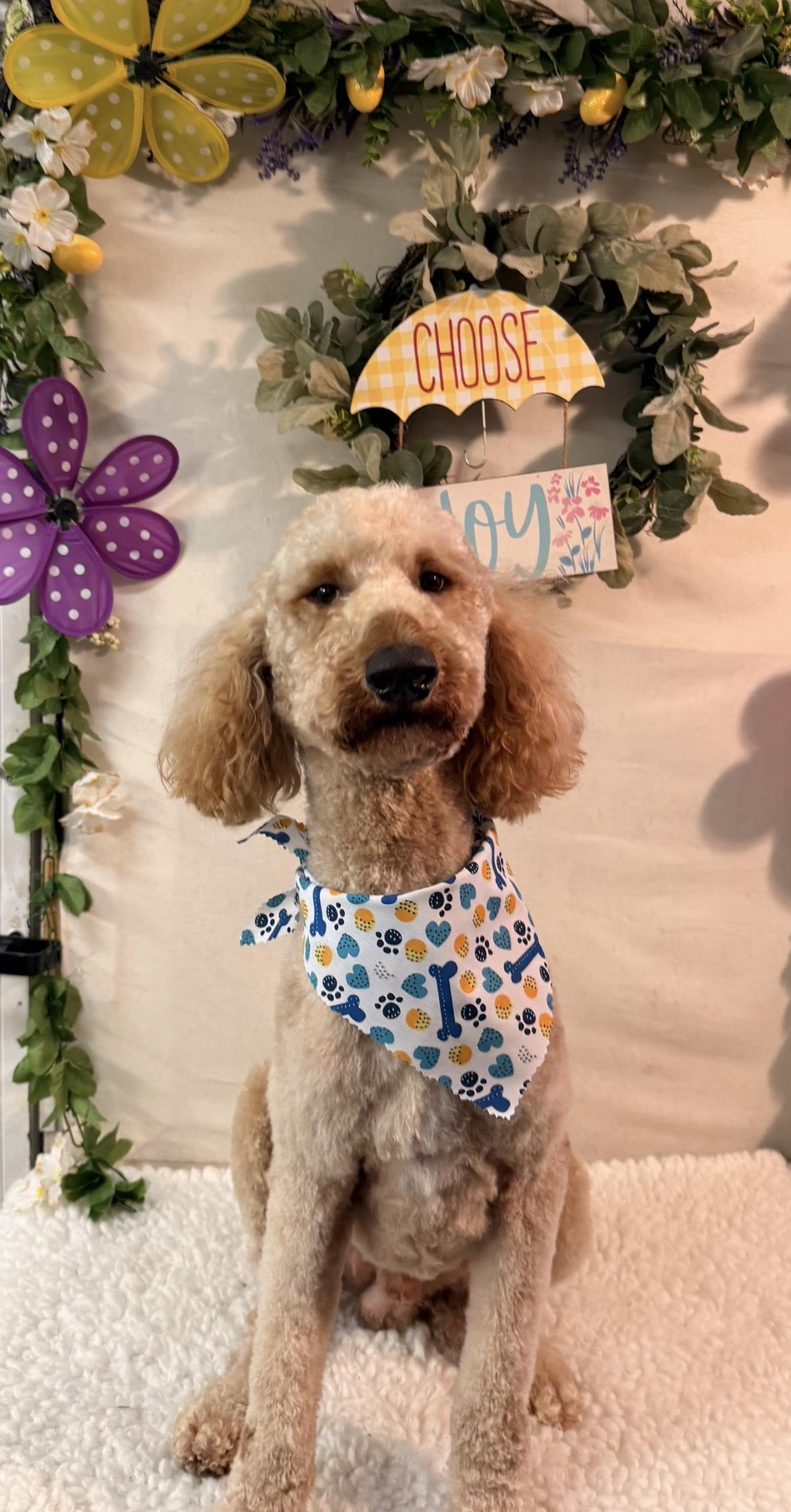 Enlarge Tedward, a Adoptable Goldendoodle in Covington, LA image 1/1