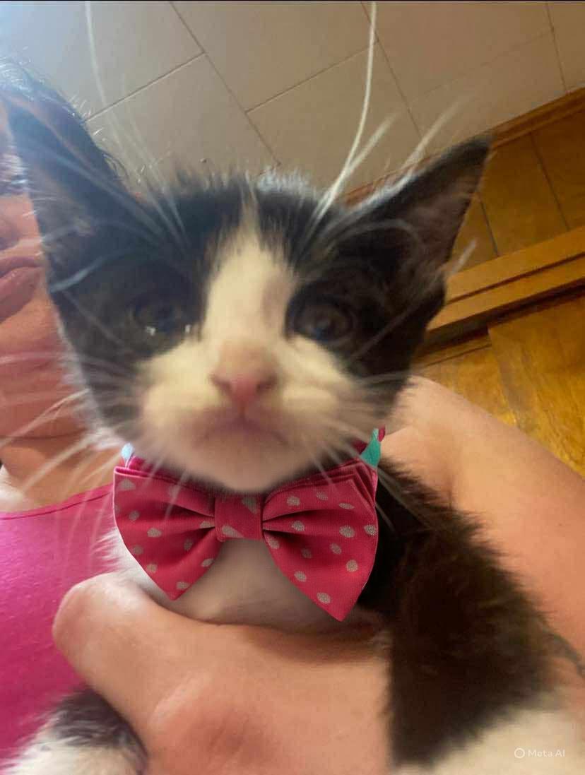 Scoot, an adoptable Domestic Short Hair in Ville platte, LA, 70586 | Photo Image 2