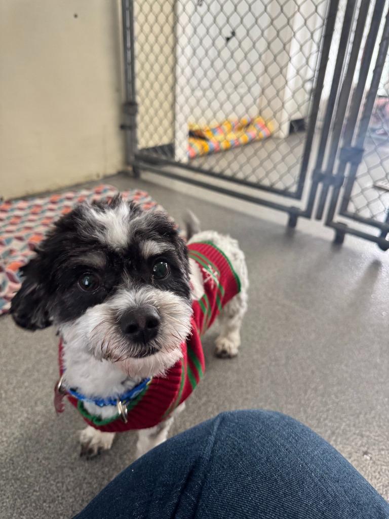 Enlarge Ollie, a Adopted Shih Tzu in Lunenburg, VT image 1/1