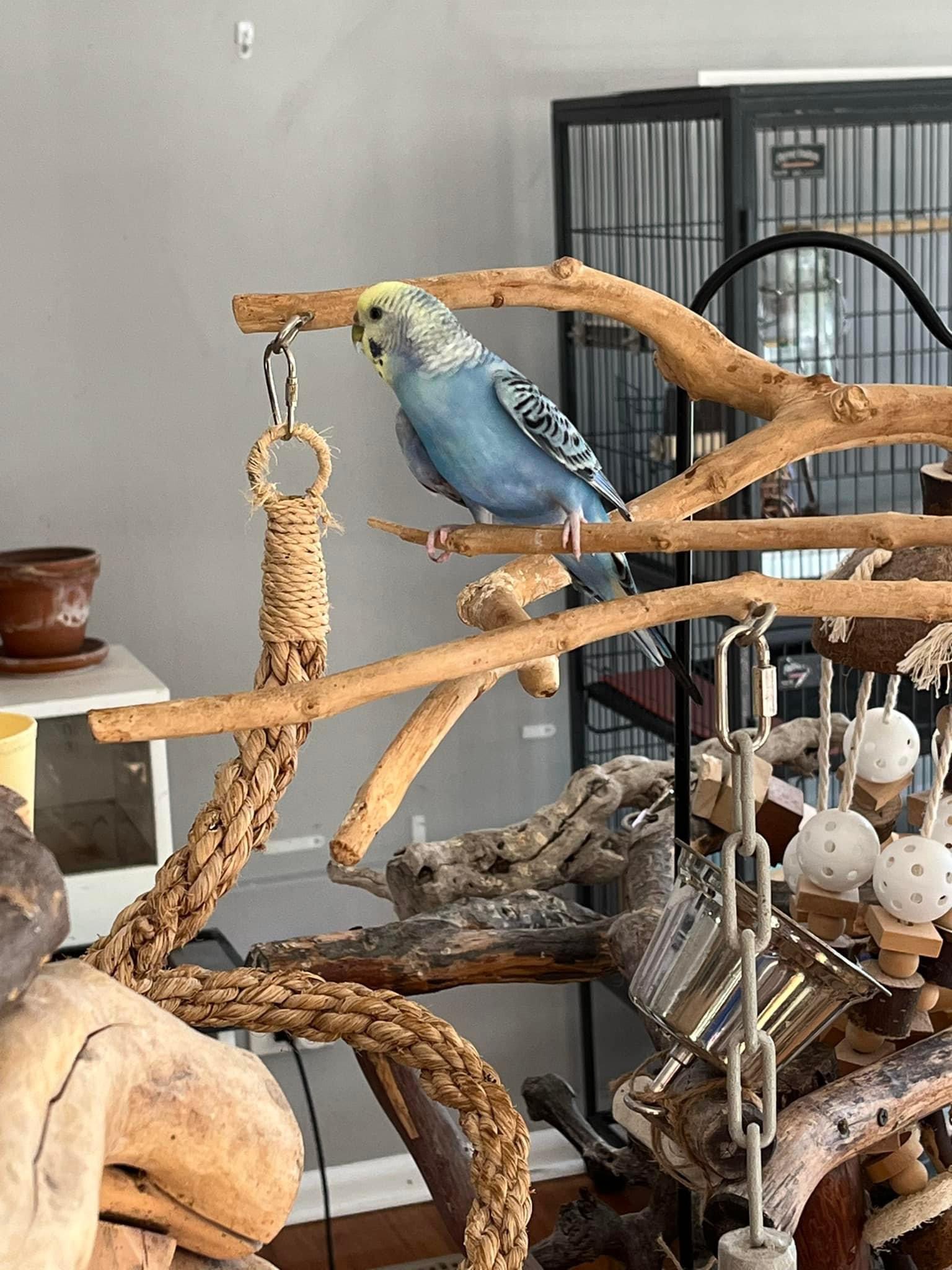 Enlarge Destiny, a Adoptable Parakeet (Other) in Orland Park, IL image 1/3