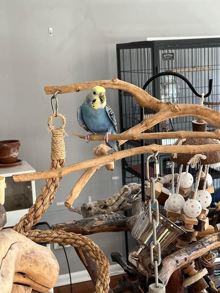 Enlarge Destiny, a Adoptable Parakeet (Other) in Orland Park, IL image 2/3