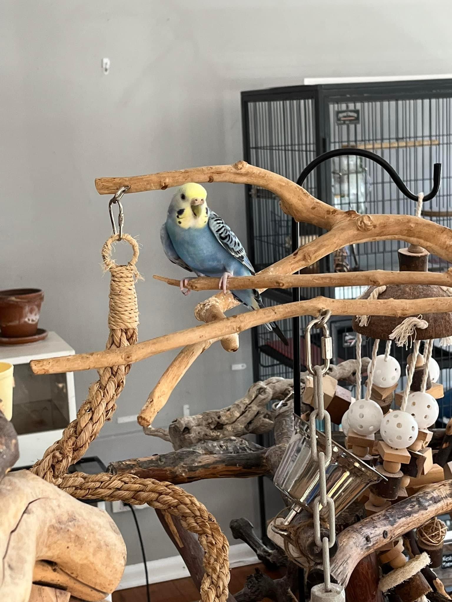 Enlarge Destiny, a Adoptable Parakeet (Other) in Orland Park, IL image 3/3