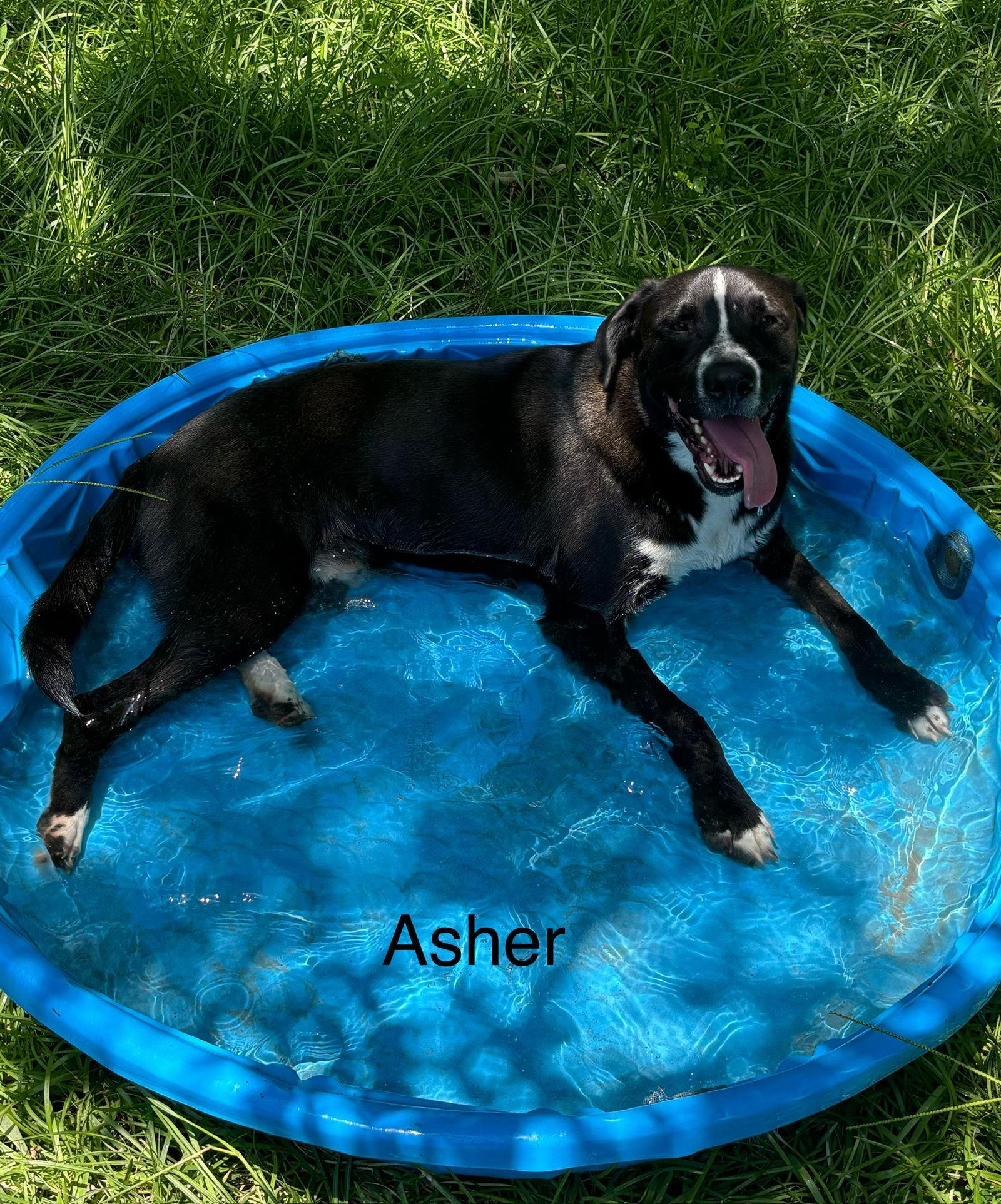 Asher, Adoptable, Young Male Mountain Cur.
