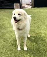 Zoey photo 2