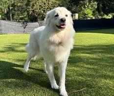 Zoey, Young Female Great Pyrenees