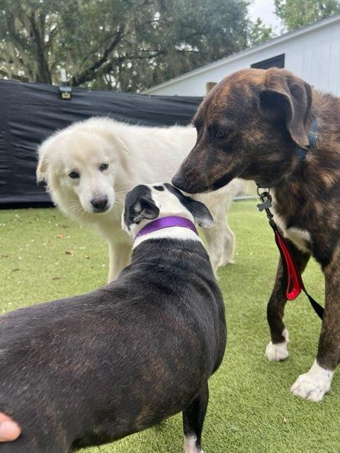 Enlarge Zoey, a Adoptable mixed breed in Bradenton, FL image 4/6