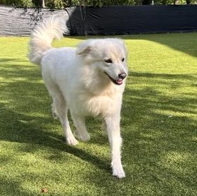 Enlarge Zoey, a Adoptable mixed breed in Bradenton, FL image 6/6