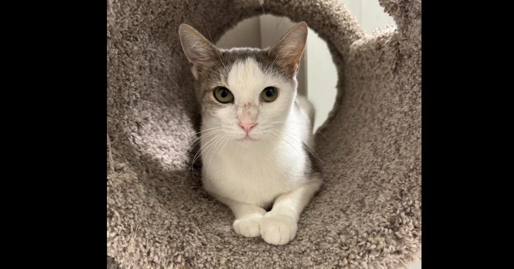 Aura — thumbnail 5