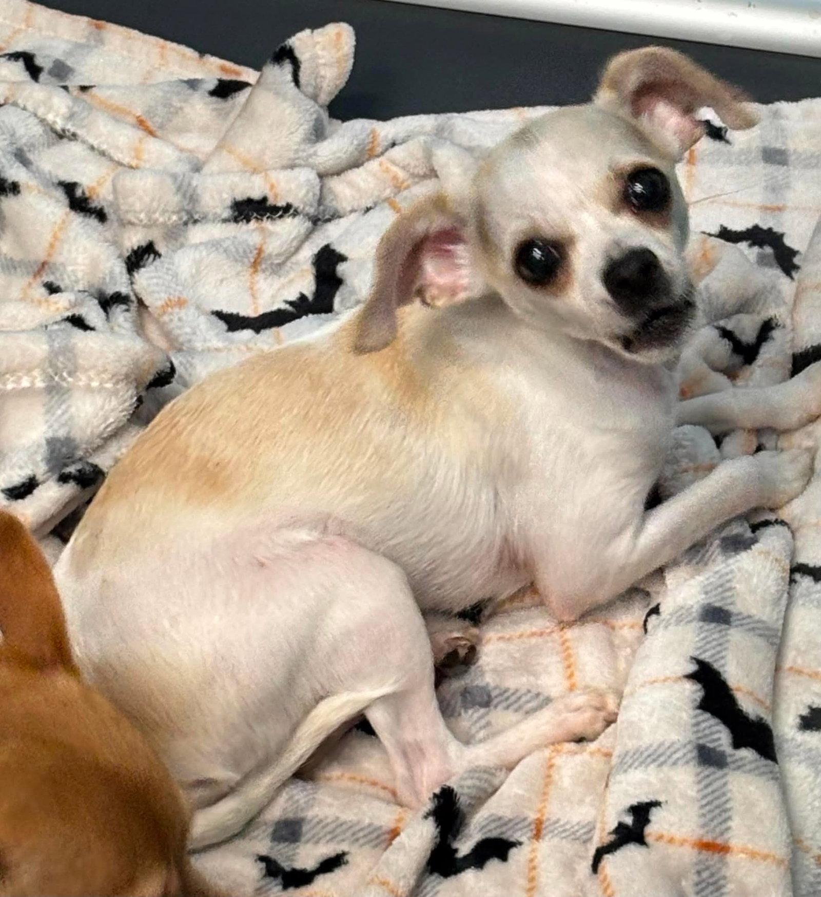 Hope: Not at the shelter (Dora), Adopted, Young Female Chihuahua.