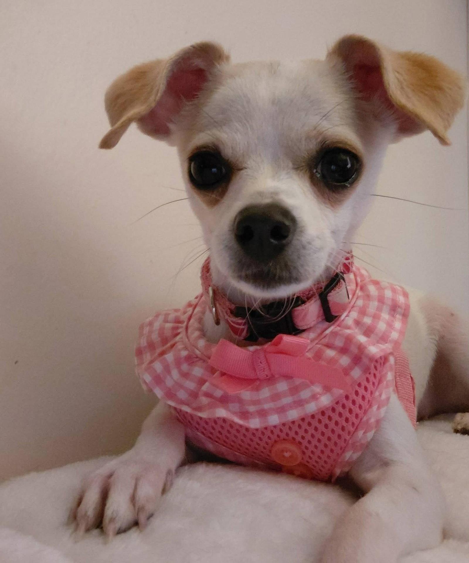 Enlarge Hope: Not at the shelter (Dora), a Adopted Chihuahua in Rustburg, VA image 2/3