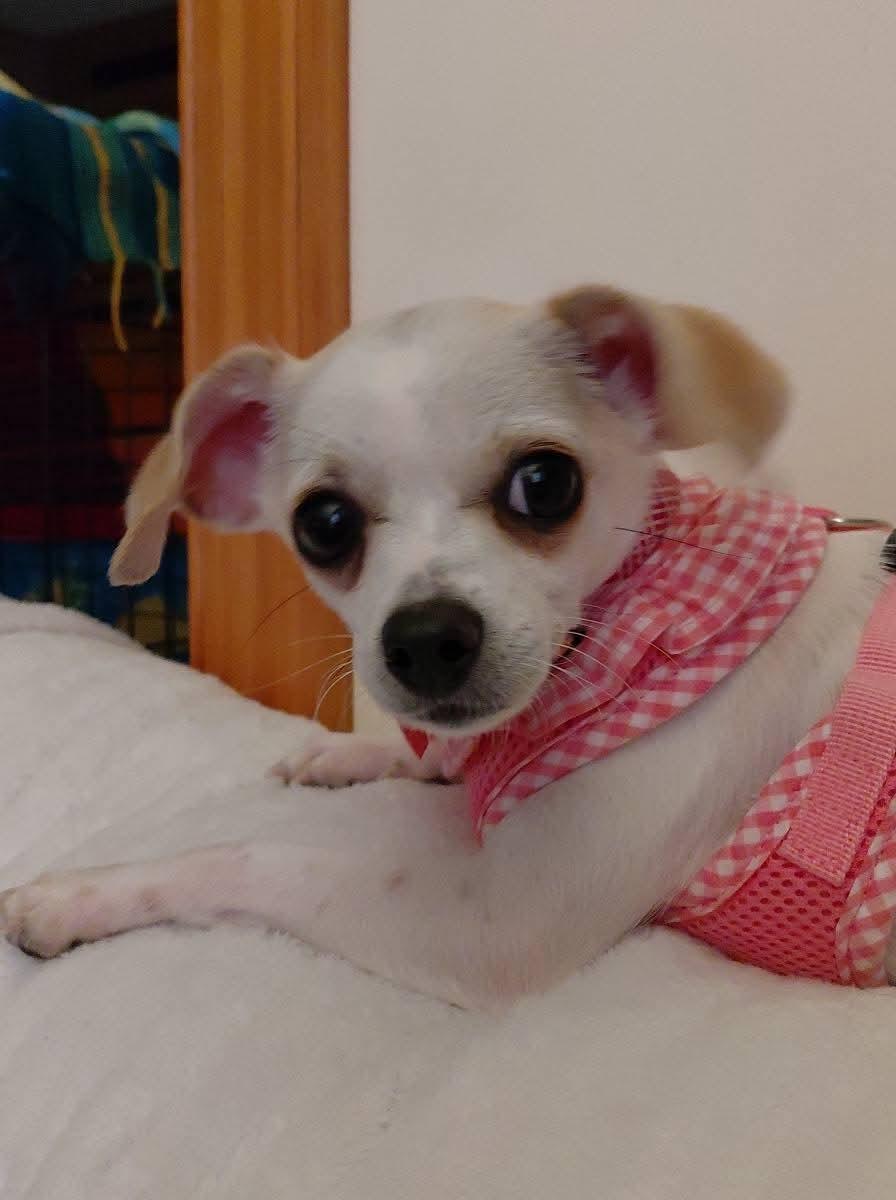 Enlarge Hope: Not at the shelter (Dora), a Adopted Chihuahua in Rustburg, VA image 3/3