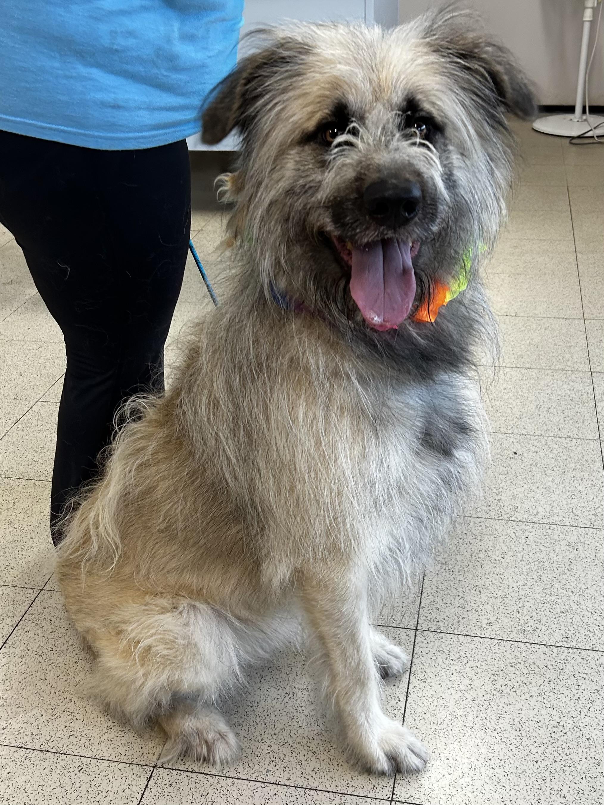 Enlarge Hank The Tank, a ADOPTABLE mixed breed in Morganton, NC image 1/1