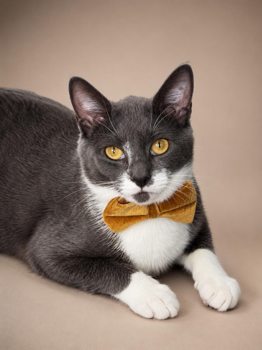 Enlarge Cowboy, an adopted mixed breed in Houston, TX image 5/6