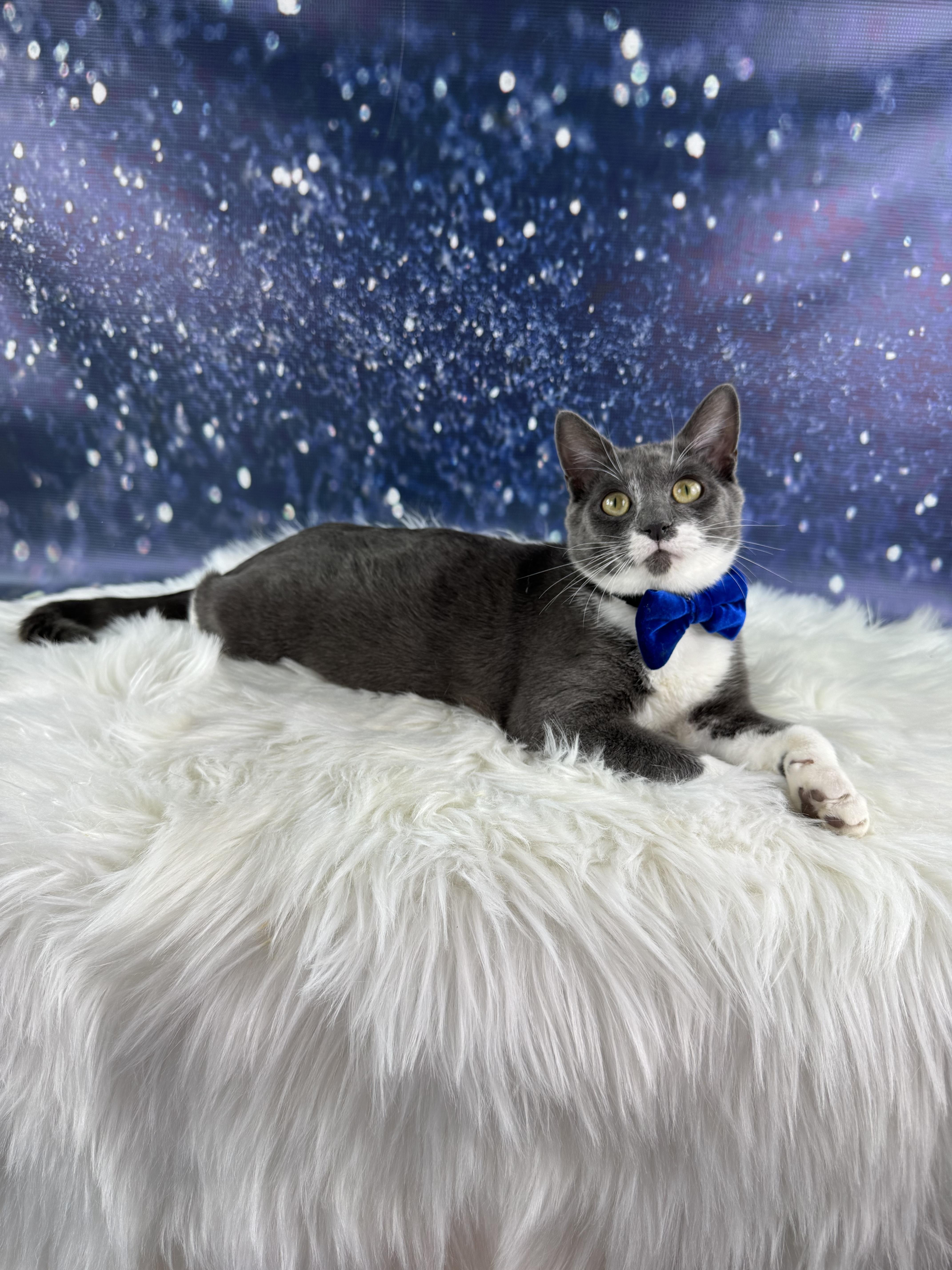 Enlarge Cowboy, an adopted mixed breed in Houston, TX image 4/6