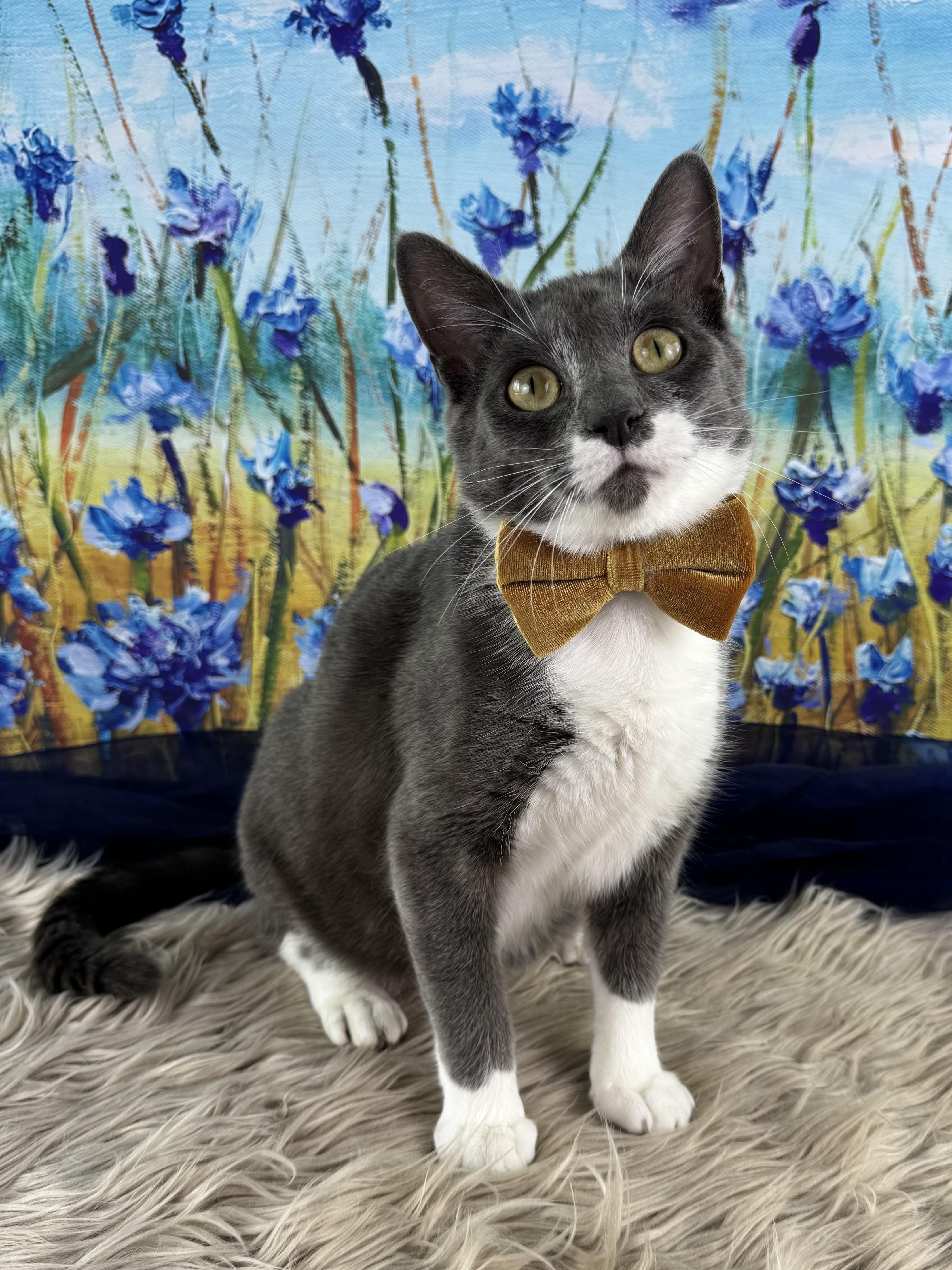 Enlarge Cowboy, an adopted mixed breed in Houston, TX image 3/6