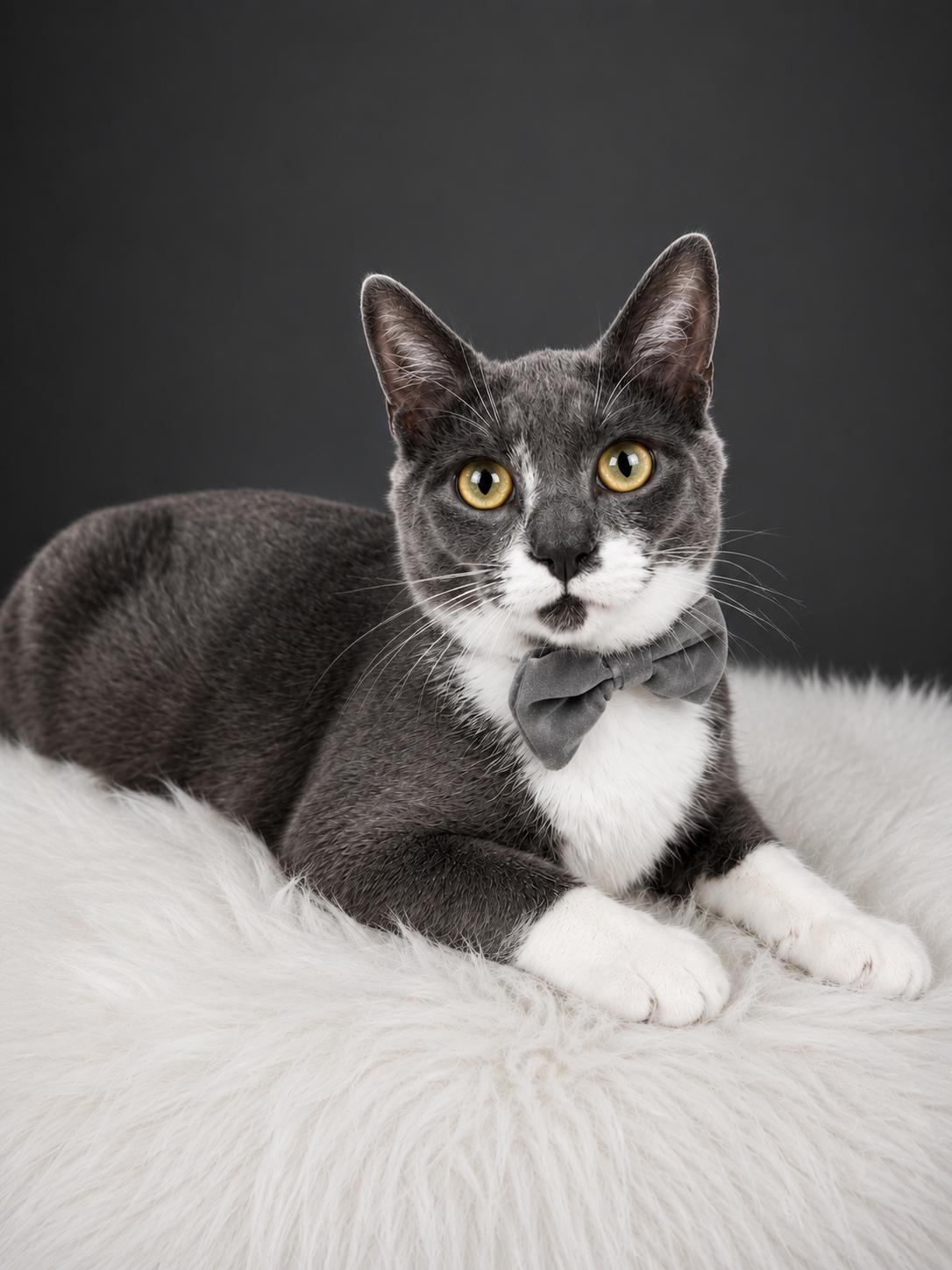 Cowboy, adopted, Young Male Russian Blue & Tuxedo.