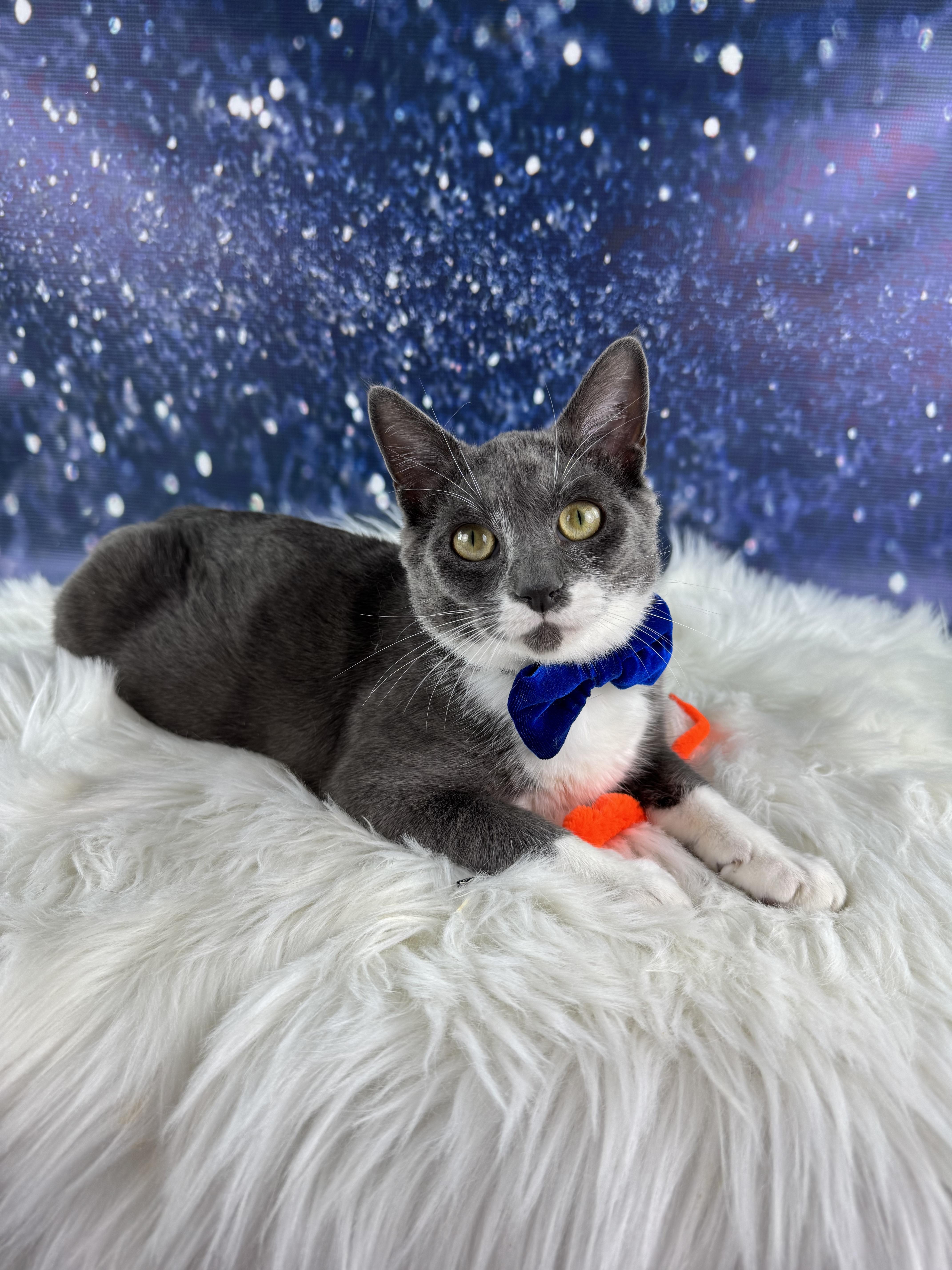 Enlarge Cowboy, an adopted mixed breed in Houston, TX image 2/6