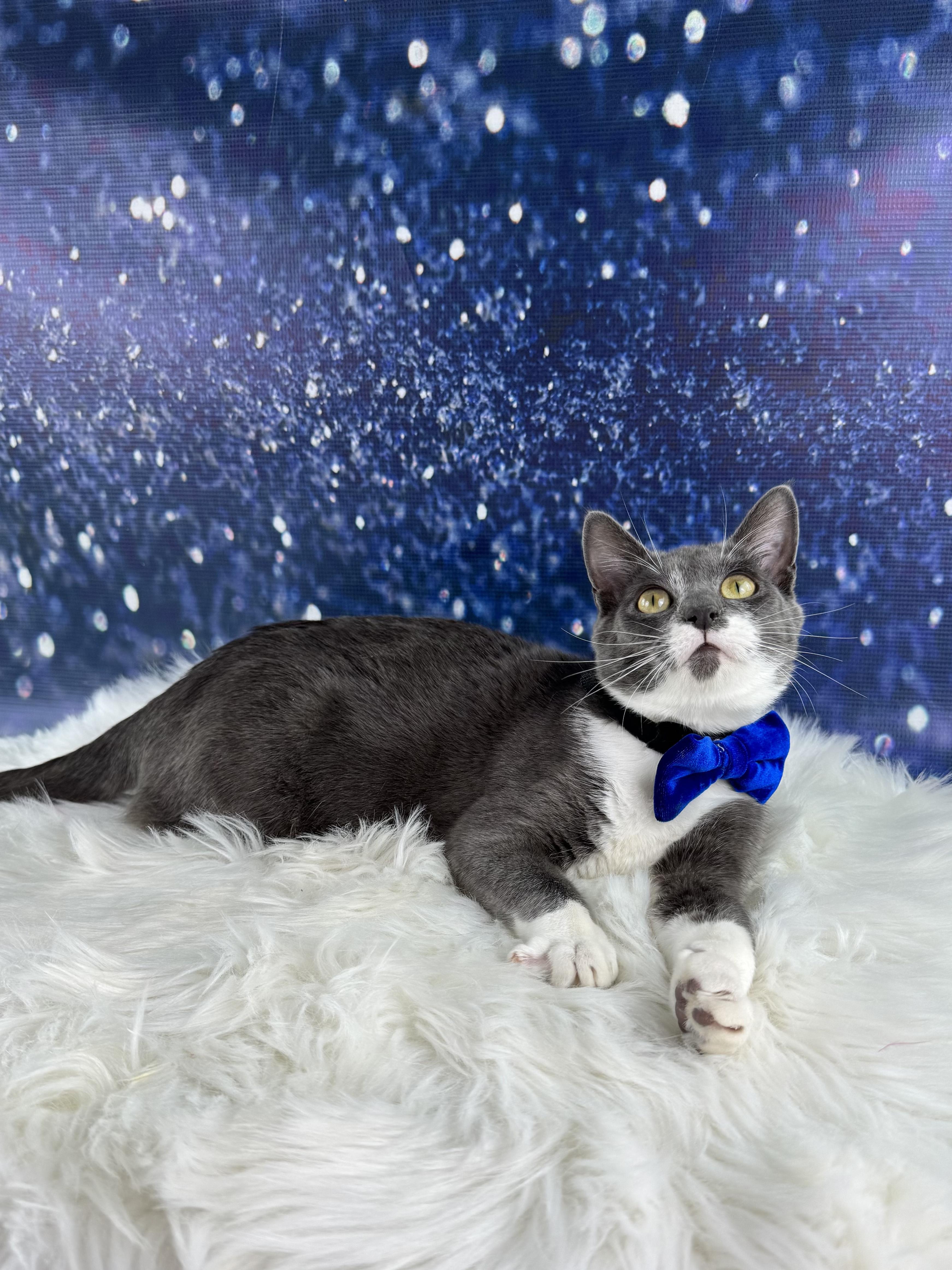 Enlarge Cowboy, an adopted mixed breed in Houston, TX image 6/6