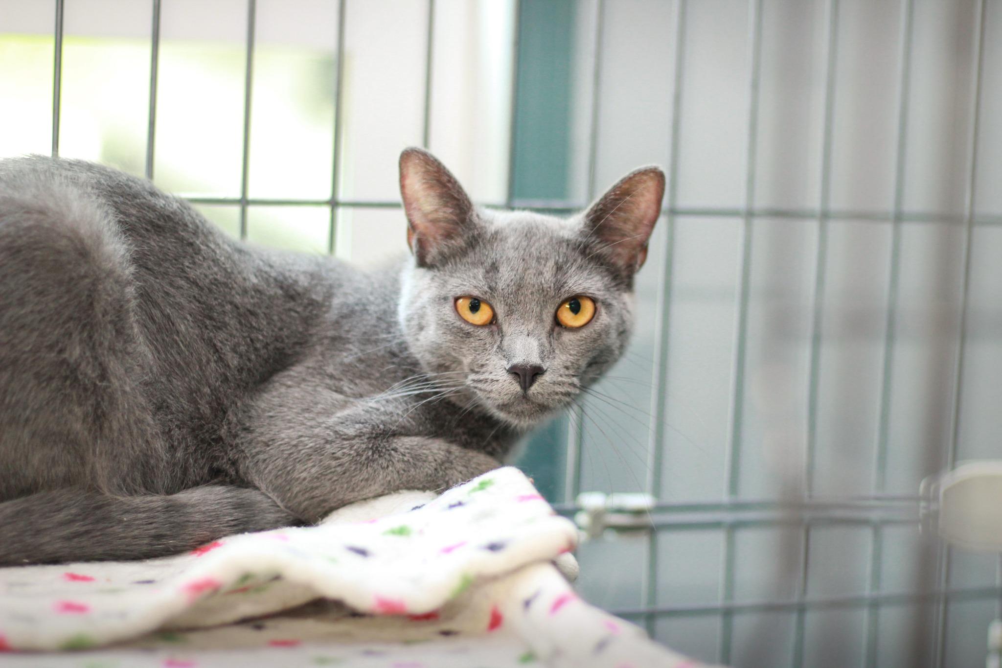 Enlarge CJ, a Adoptable Domestic Short Hair in Spencer, IN image 1/1