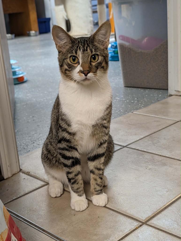 Enlarge Chestnut, a Adoptable Tabby in Grand Junction, CO image 1/2