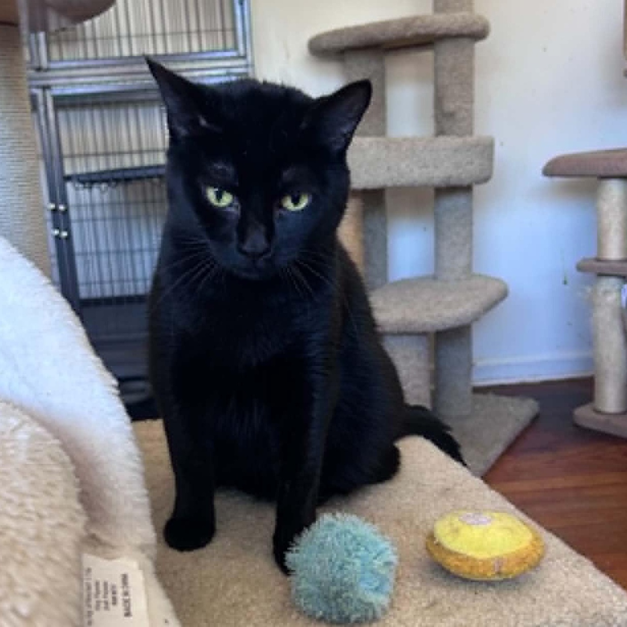 Paisley, ADOPTABLE, Adult Female Domestic Short Hair & Bombay.