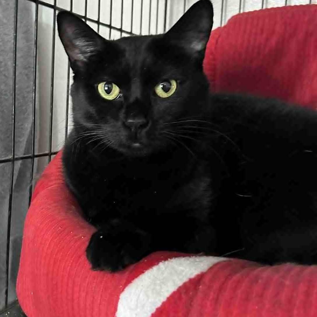 Enlarge Paisley, a ADOPTABLE mixed breed in Huntington, NY image 2/3