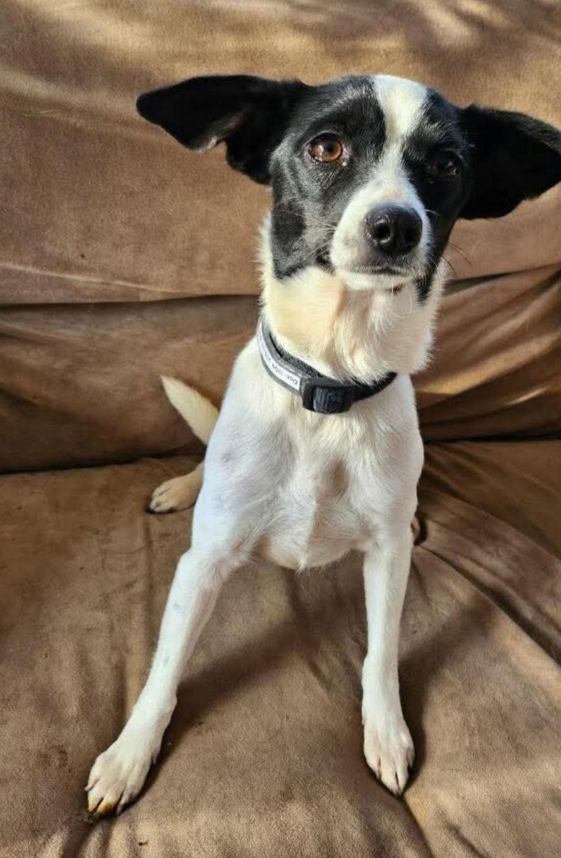 Doty, Adoptable, Adult Female Jack Russell Terrier.