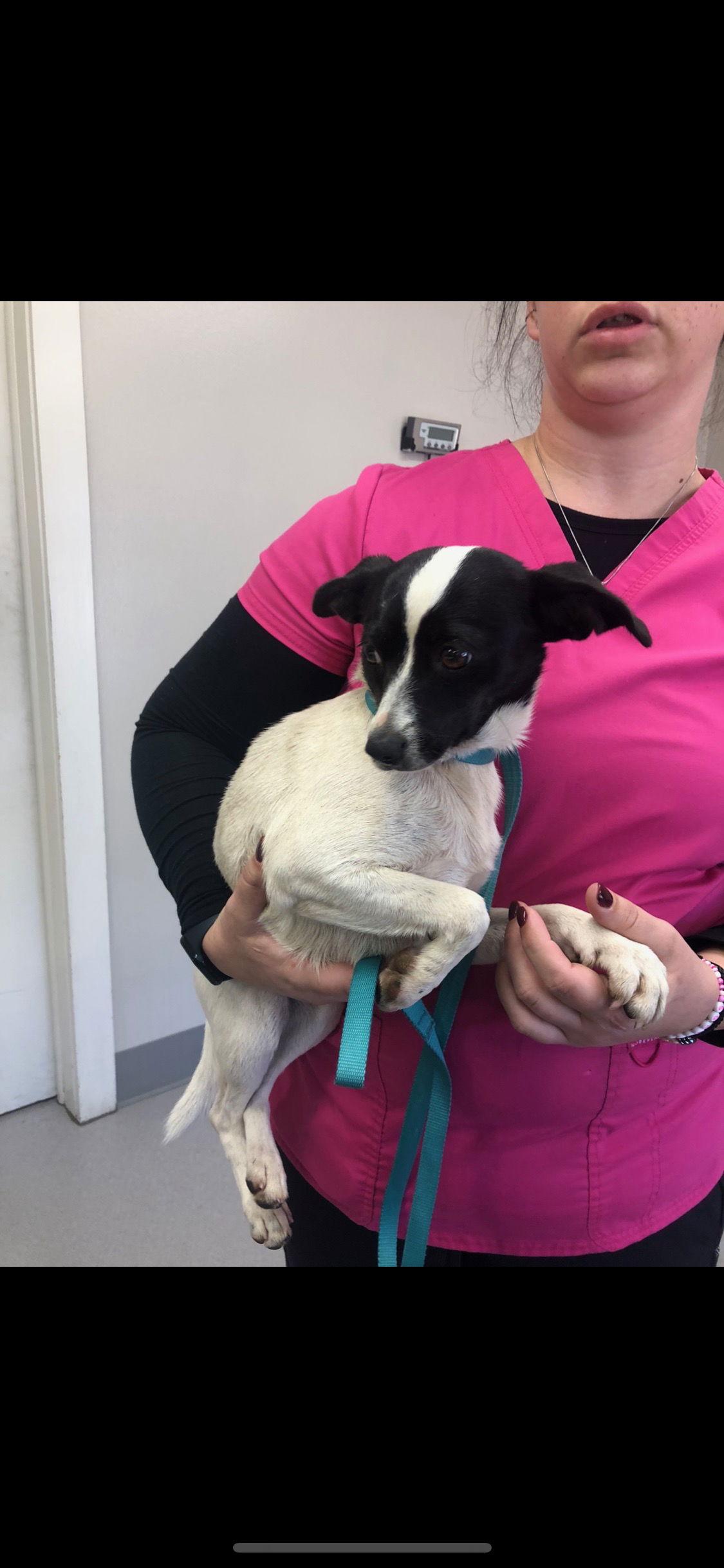 Doty, Adoptable, Adult Female Jack Russell Terrier.